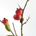 Product Image 3 for Crabapple Stems, Set of 6 from Napa Home And Garden