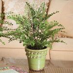 Product Image 2 for Maidenhair Drop-In from Napa Home And Garden