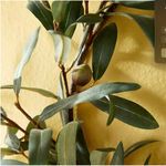 Product Image 1 for Faux Olive Wreath with Olives, 16" from Napa Home And Garden
