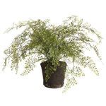 Product Image 1 for Maidenhair Drop-In from Napa Home And Garden