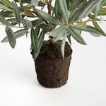 Product Image 4 for Olive Tree Drop-In from Napa Home And Garden