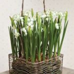 Product Image 1 for Snowdrop Drop In 13.5" (Set of 6) from Napa Home And Garden