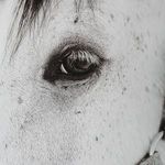 Product Image 6 for Eye of the Beholder Black & White Framed Horse Print from Uttermost