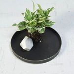 Tray holding a variegated green and white plant with exposed soil and a faceted white stone