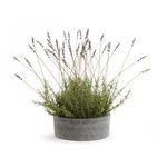 Product Image 1 for French Lavender In Bowl 26" from Napa Home And Garden