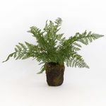 Product Image 2 for Natural Fern Drop-In from Napa Home And Garden
