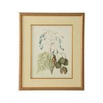 Product Image 1 for Catesby Bird & Botanical Artwork II from Chelsea House