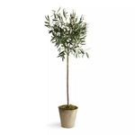 Product Image 2 for Olive Tree Potted 46" from Napa Home And Garden