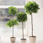 Product Image 6 for Ficus Double Topiary In Pot 31" from Napa Home And Garden