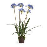 Product Image 1 for Agapanthus Drop In from Napa Home And Garden