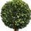 Product Image 2 for Uttermost Two Sphere Topiary Preserved Boxwood from Uttermost