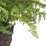 Product Image 4 for Soft Fern Drop-In from Napa Home And Garden