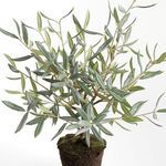 Product Image 2 for Olive Tree Drop-In from Napa Home And Garden