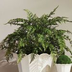 Product Image 4 for Soft Fern Drop-In from Napa Home And Garden