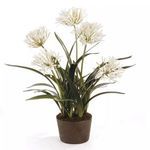 Product Image 1 for Agapanthus Drop-In from Napa Home And Garden