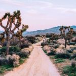 Product Image 4 for Joshua Tree Desert Landscape By Ts from Four Hands