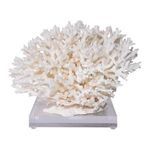Product Image 3 for Birdsnest Coral 10 from Legend of Asia