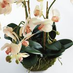 Product Image 3 for Phalaenopsis Orchid Bowl Drop-In 18.5" from Napa Home And Garden