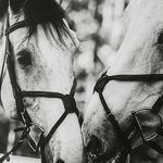 Product Image 6 for Apple Of My Eye Black & White Framed Horse Print from Uttermost