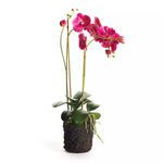Product Image 1 for Phalaenopsis X 2 Drop In 29" from Napa Home And Garden