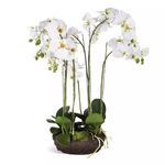Product Image 1 for Phalaenopsis Bowl Drop In 31.5" from Napa Home And Garden