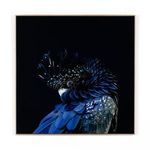 Product Image 8 for Red Tailed Black Cockatoo, Getty Images from Four Hands