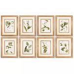 Product Image 1 for Spring Botanical Prints, Set Of 8 from Napa Home And Garden