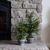 Product Image 2 for Aurora 20" Norfolk Pine Tree in Gray Pot from K&K Interiors