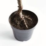 Product Image 5 for Olive Tree Drop-in 40" from Napa Home And Garden