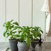 Product Image 4 for Carlise Plant Mister from Accent Decor