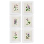 Product Image 1 for Flower Study Prints, Set Of 6 from Napa Home And Garden