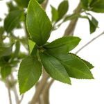 Product Image 4 for Faux Pieris Tree from Four Hands