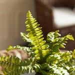 Product Image 6 for Boston Fern Drop-ins, Set Of 3 from Napa Home And Garden
