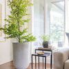 Larger scene with tray on black stand table next to grey sofa and large potted green plant by window