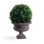 Product Image 1 for English Boxwood Ball in Urn, 12" from Napa Home And Garden