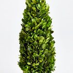 Product Image 2 for Boxwood Cone Topiary Drop-in from Napa Home And Garden