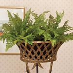 Product Image 2 for Soft Fern Drop-In from Napa Home And Garden