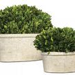 Uttermost Oval Domes Preserved Boxwood Set/2 image 1
