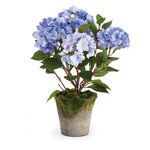 Product Image 1 for Hydrangea Potted 24" from Napa Home And Garden