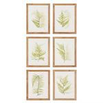 Product Image 1 for Framed Fern Study, Set Of 6 from Napa Home And Garden
