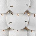 Close-up showing smooth textured sand dollar discs with starfish emboss detail