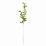 Product Image 1 for Shady Lady Black Olive Stems , Set Of 4 from Napa Home And Garden