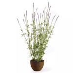 Product Image 1 for Lavender Drop In 40" from Napa Home And Garden