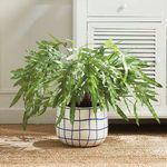 Product Image 5 for Hare's Foot Fern Potted 36" from Napa Home And Garden