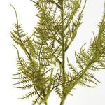 Product Image 2 for Plumosa Stems, Set Of 6 from Napa Home And Garden