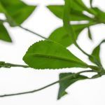 Product Image 8 for Faux Pieris Tree from Four Hands