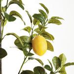 Product Image 2 for Faux Lemon Branches , Set Of 2 from Napa Home And Garden
