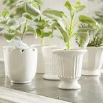 Product Image 6 for Mirabelle Mini Cachepots, Set Of 6 from Napa Home And Garden