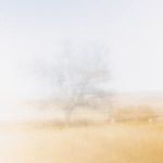 Soft focus close-up on the central blurred tree with muted golden grasses in background