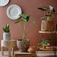 Small living space vignette with Solano Carved Stool holding plant pot amid other greenery and terracotta background